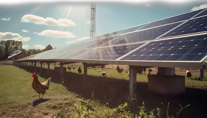 Transición energética en la industria avícola